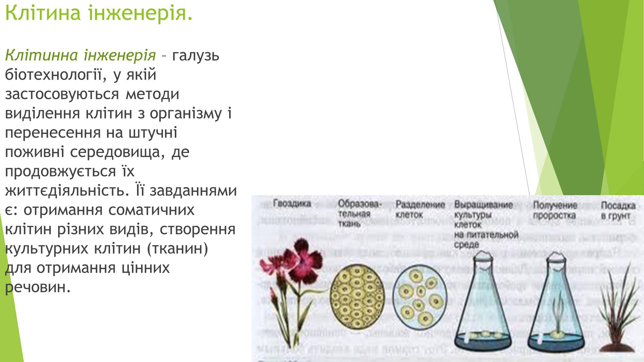 Презентація на тему «Основні напрями сучасної біотехнології» - Слайд #8 Презентація на тему «Основні напрями сучасної біотехнології» - Слайд #8