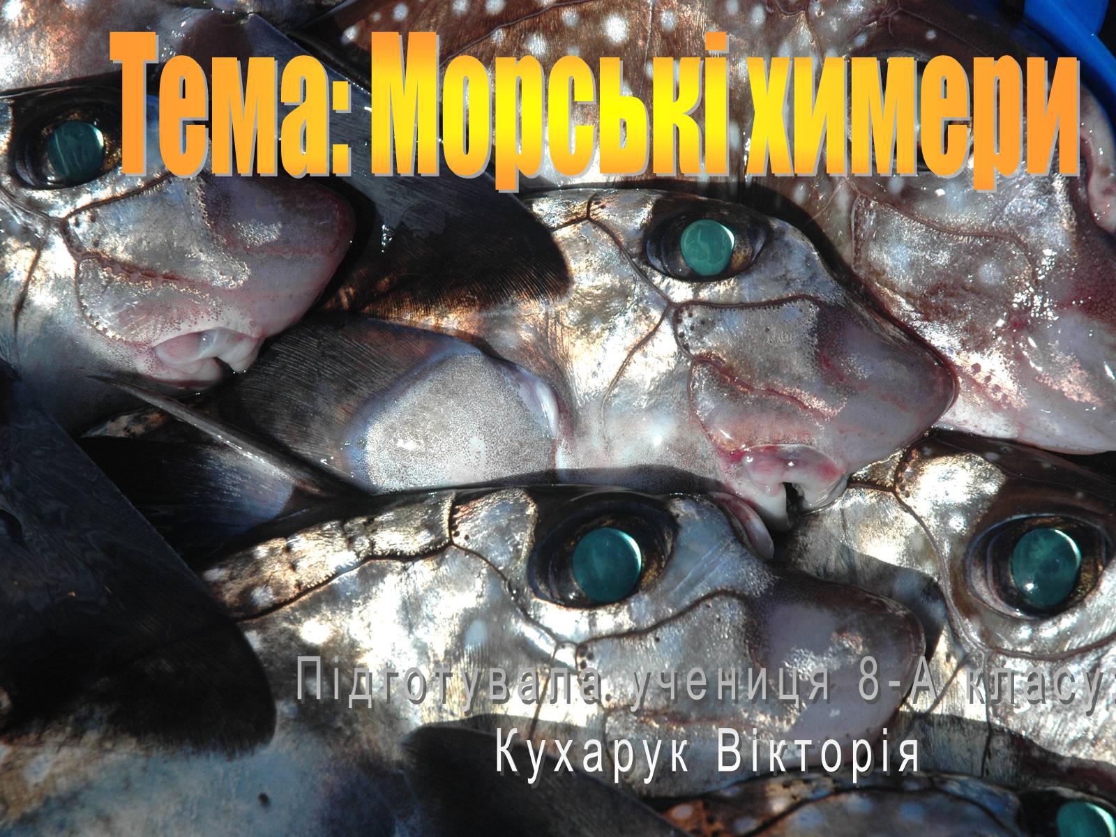 Презентація на тему «Морські химери» - Слайд #1 Презентація на тему «Морські химери» - Слайд #1