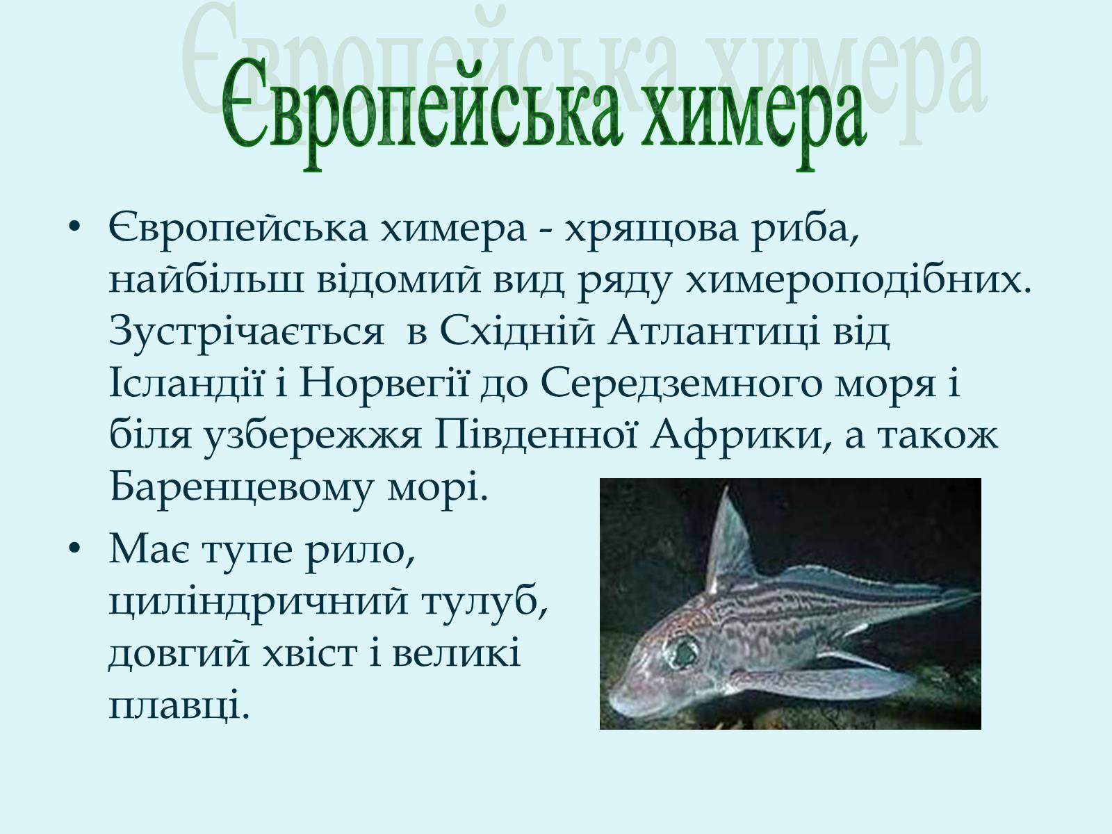 Презентація на тему «Морські химери» - Слайд #14 Презентація на тему «Морські химери» - Слайд #14