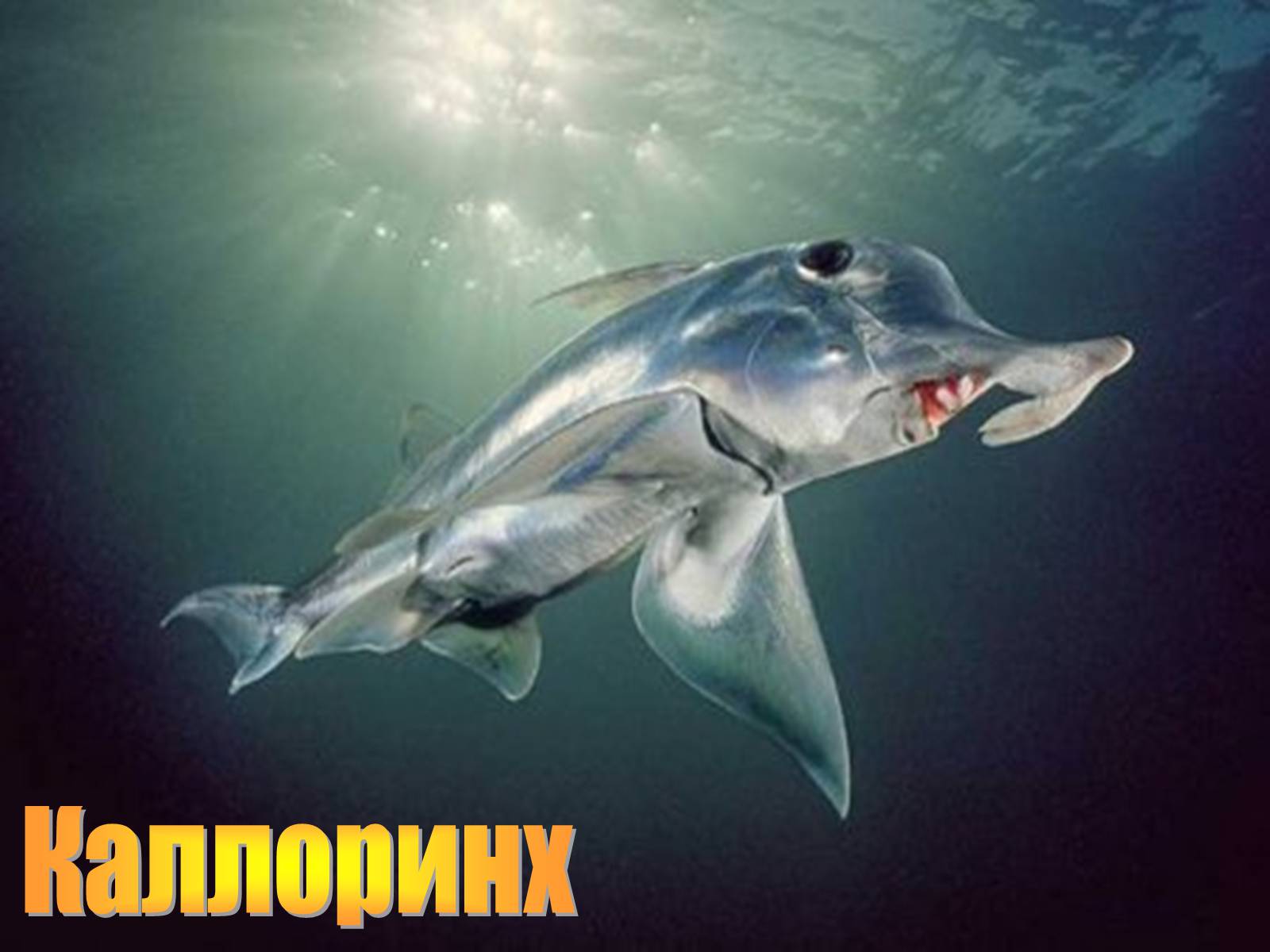 Презентація на тему «Морські химери» - Слайд #19 Презентація на тему «Морські химери» - Слайд #19