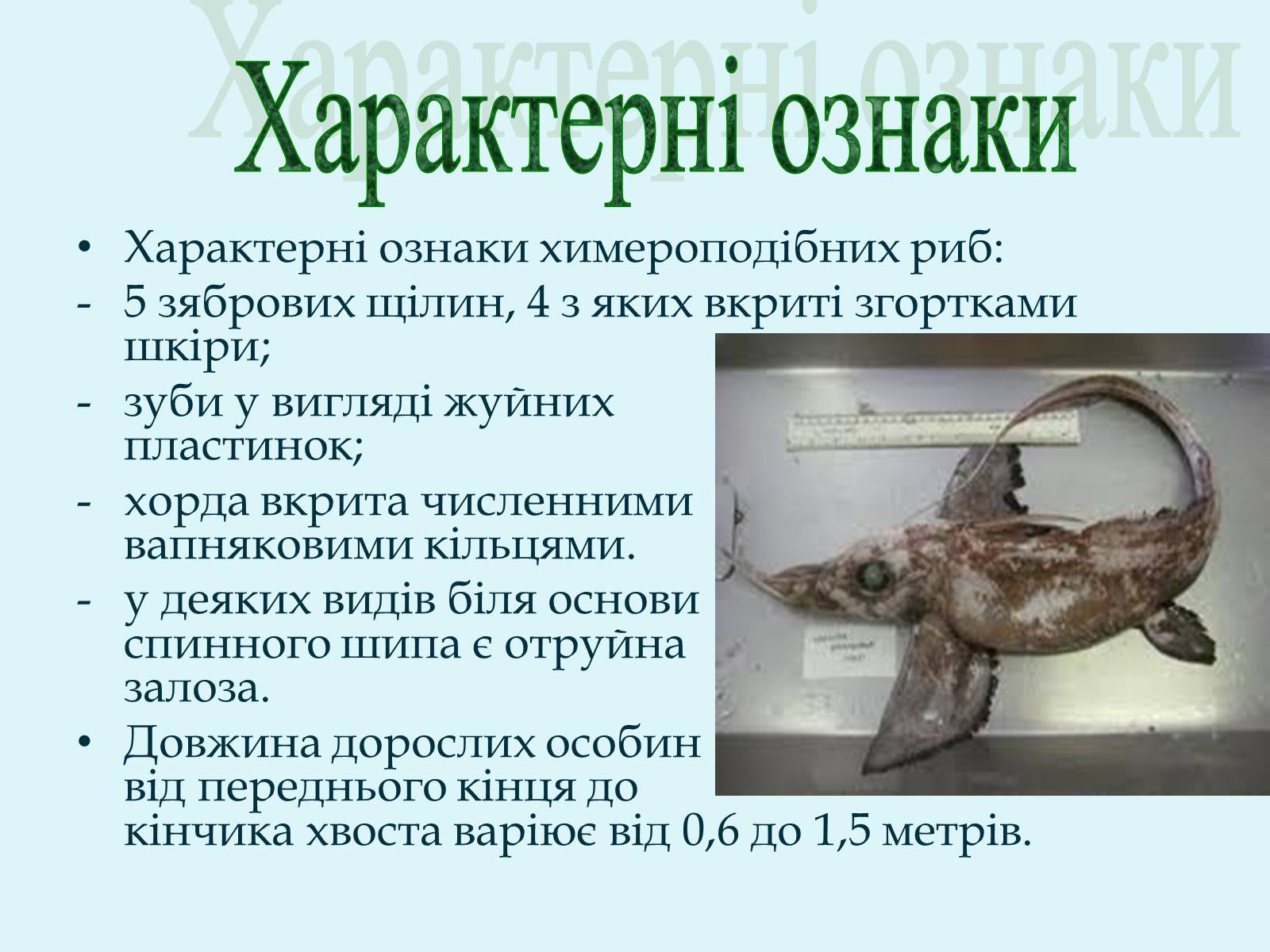 Презентація на тему «Морські химери» - Слайд #4 Презентація на тему «Морські химери» - Слайд #4