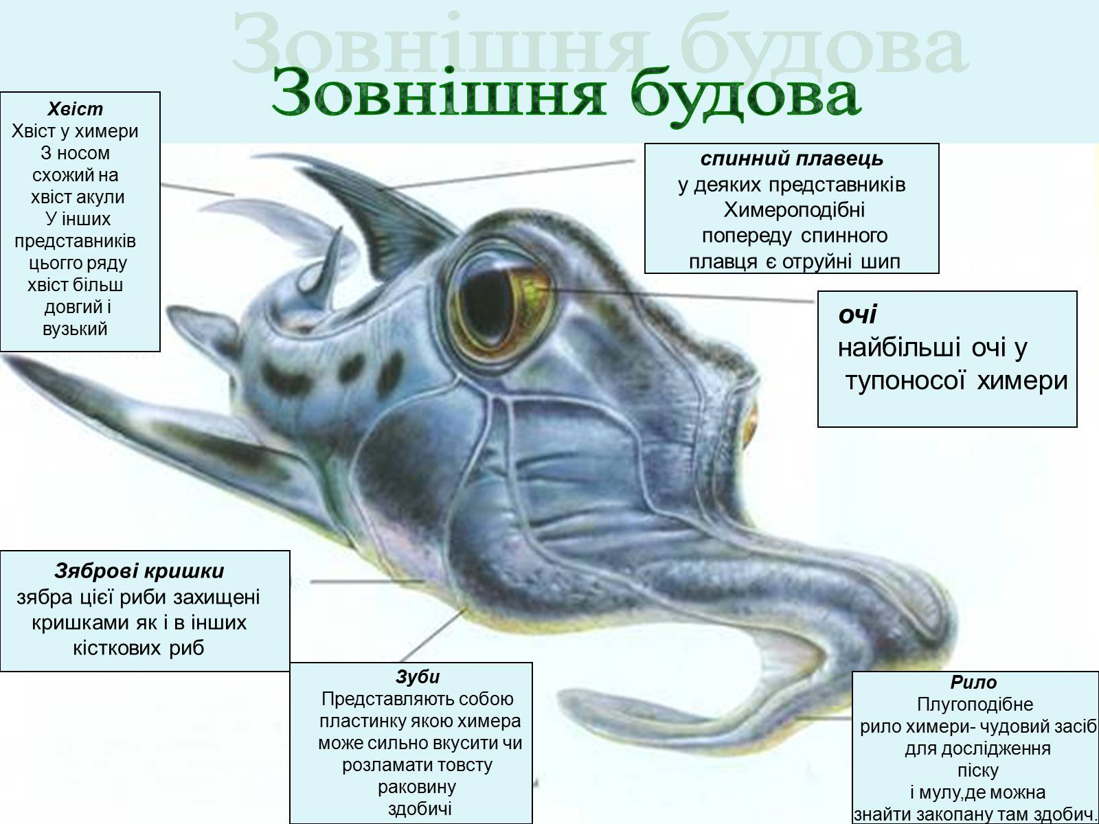 Презентація на тему «Морські химери» - Слайд #5 Презентація на тему «Морські химери» - Слайд #5