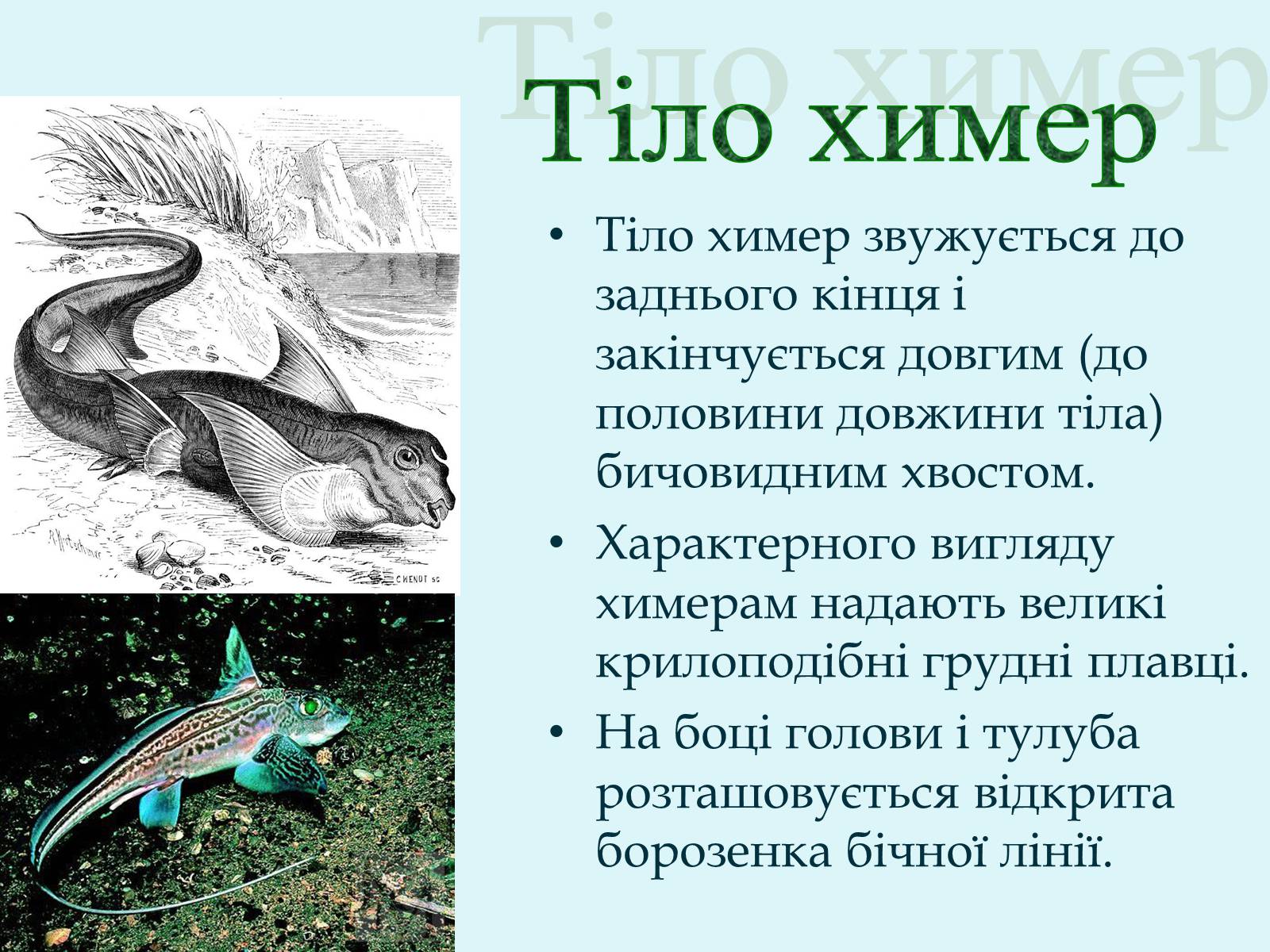 Презентація на тему «Морські химери» - Слайд #6 Презентація на тему «Морські химери» - Слайд #6