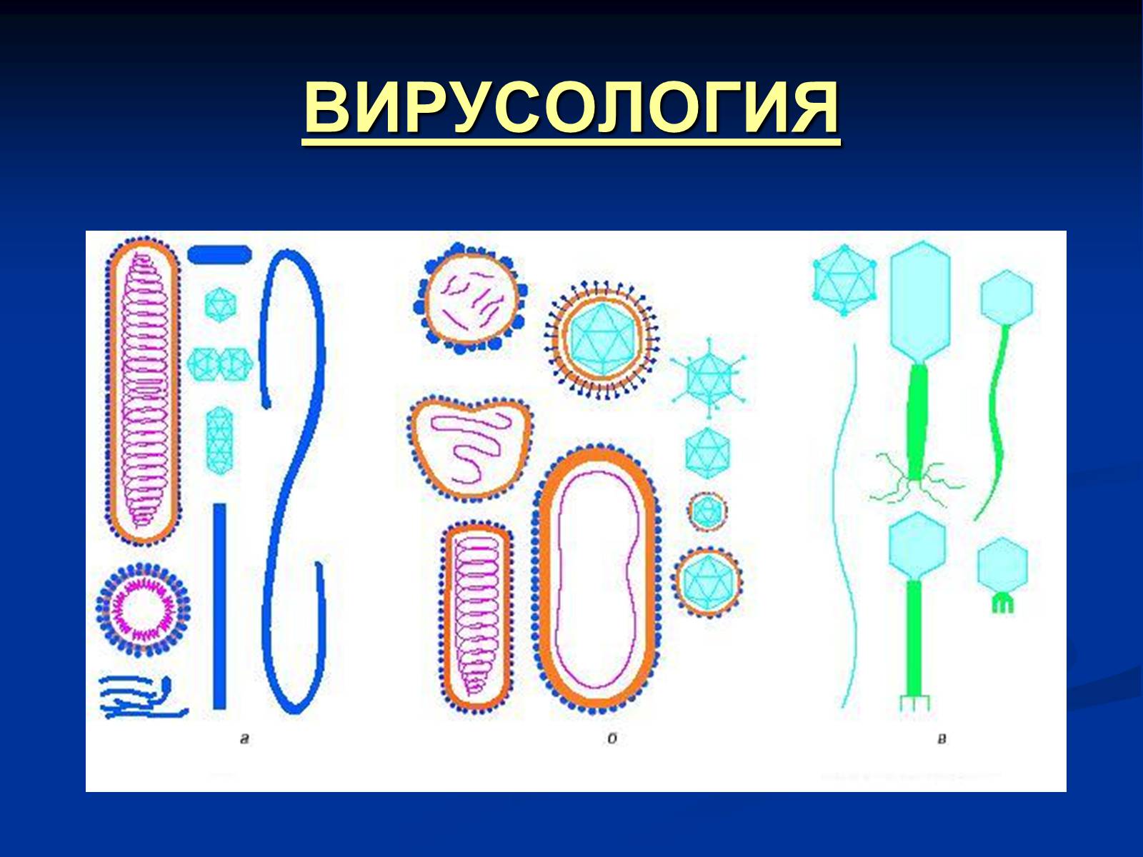 Презентація на тему «Вирусология» - Слайд #1 Презентація на тему «Вирусология» - Слайд #1