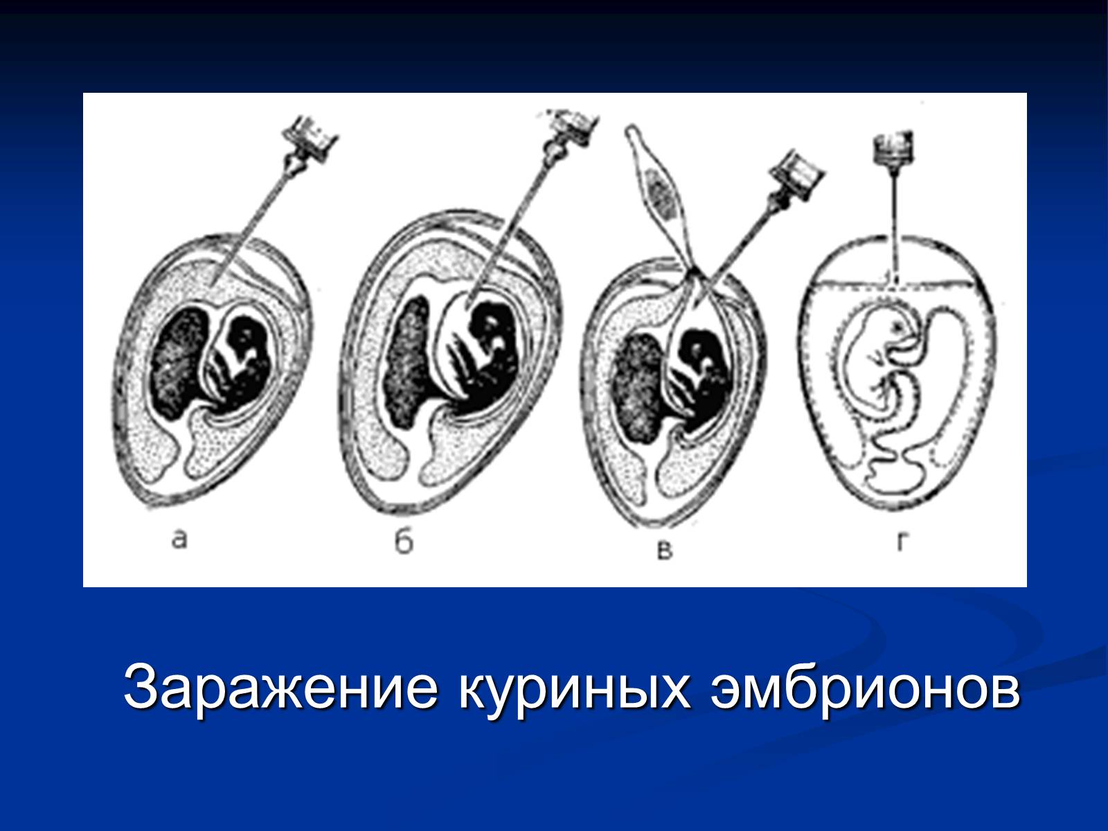 Презентація на тему «Вирусология» - Слайд #13 Презентація на тему «Вирусология» - Слайд #13
