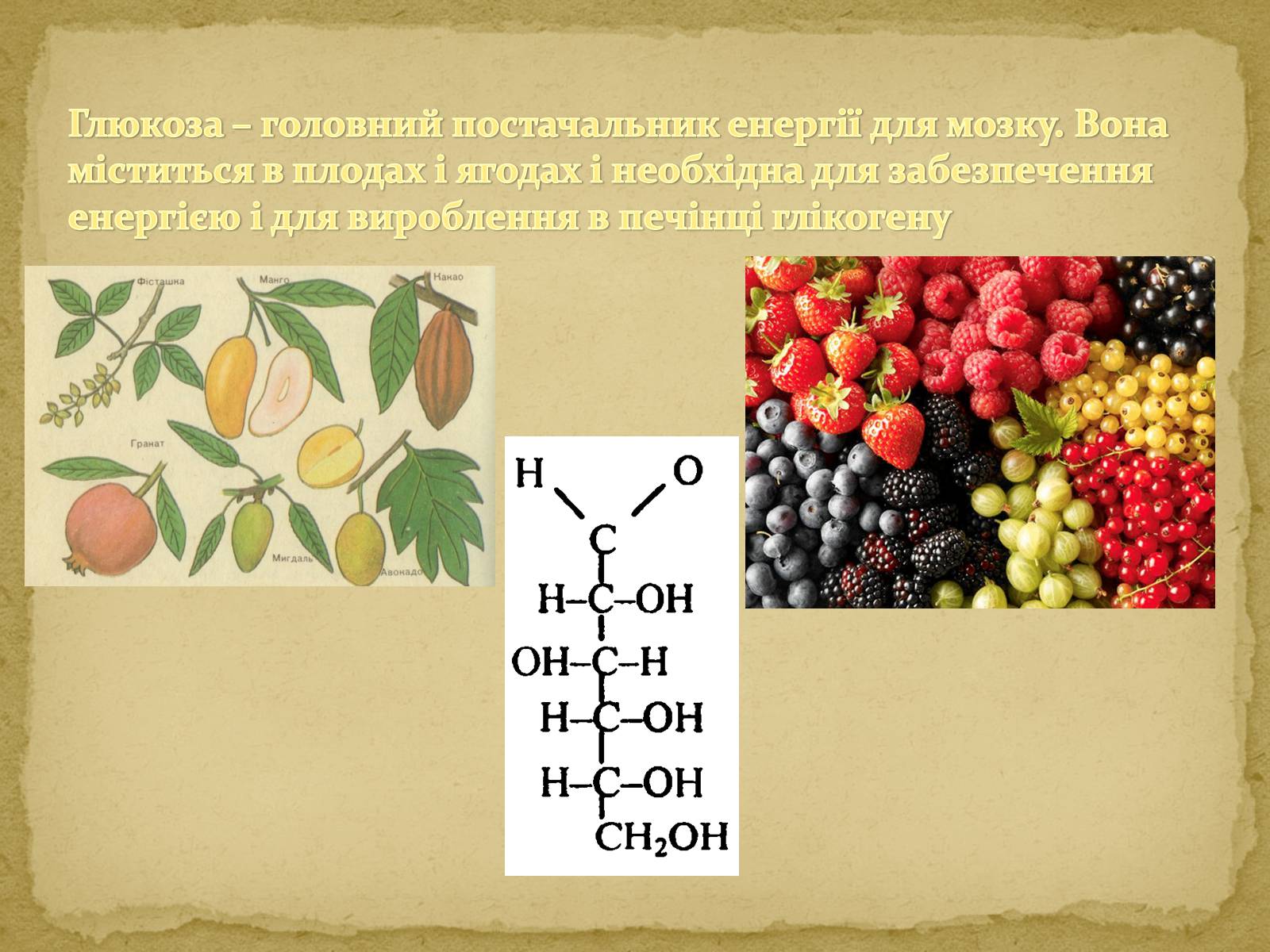 Презентація на тему «Вуглеводи як компоненти їжі, їх роль у житті людини» (варіант 10) - Слайд #5 Презентація на тему «Вуглеводи як компоненти їжі, їх роль у житті людини» (варіант 10) - Слайд #5