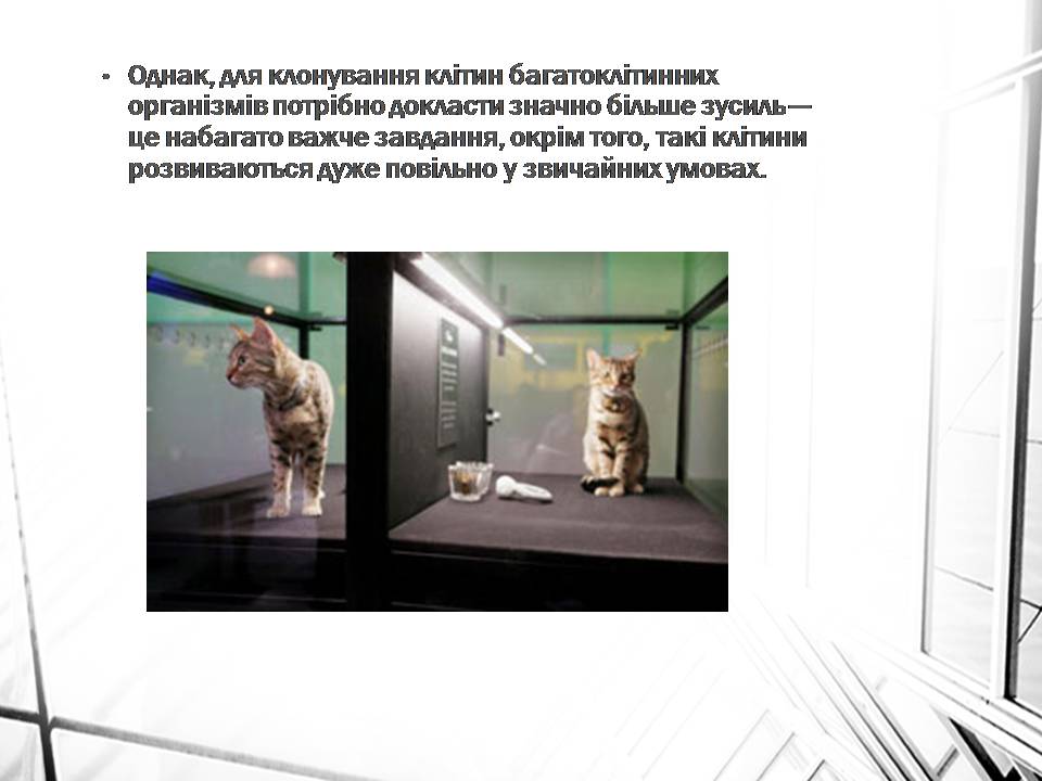 Презентація на тему «Клонування» (варіант 16) - Слайд #4 Презентація на тему «Клонування» (варіант 16) - Слайд #4