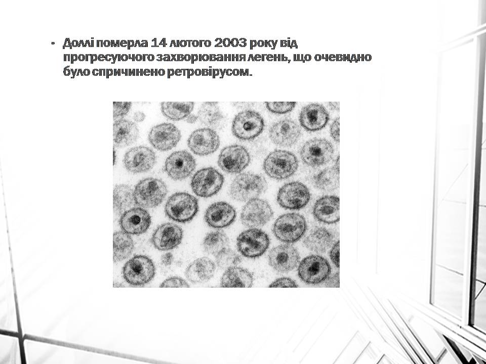 Презентація на тему «Клонування» (варіант 16) - Слайд #8 Презентація на тему «Клонування» (варіант 16) - Слайд #8