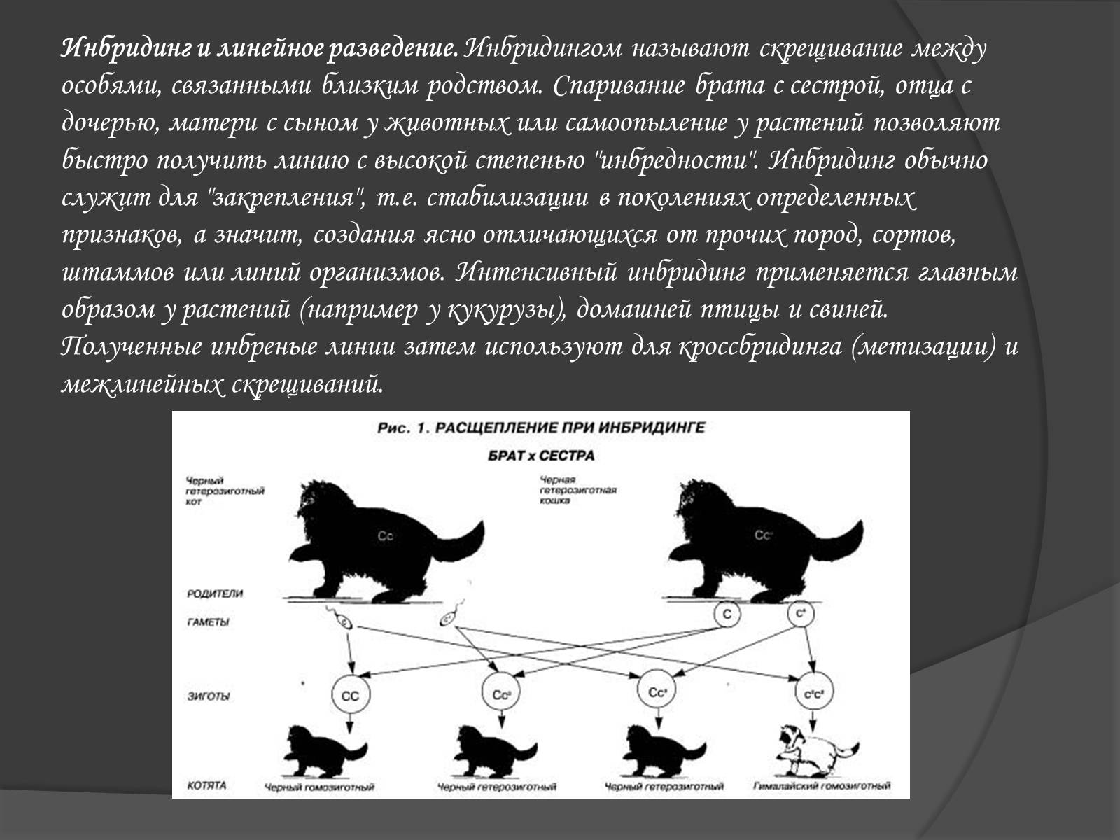 Презентація на тему «Селекція» (варіант 1) - Слайд #12 Презентація на тему «Селекція» (варіант 1) - Слайд #12