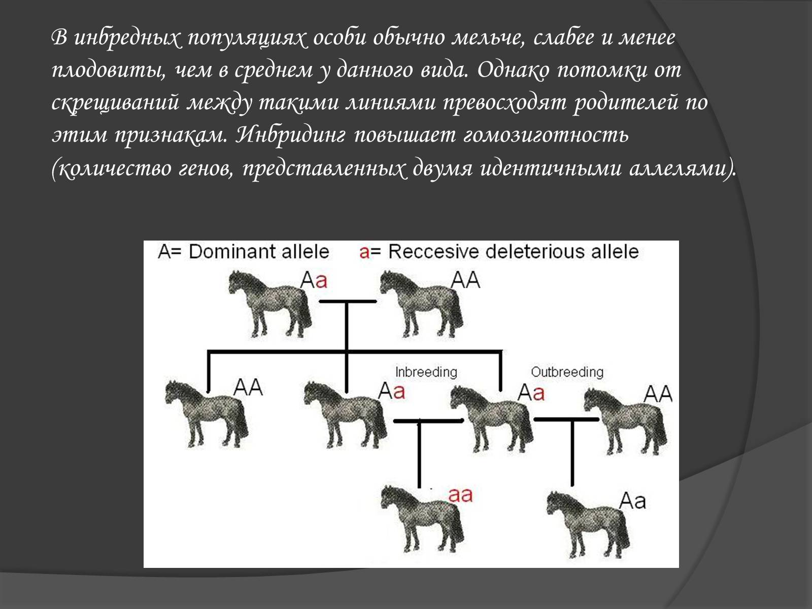 Презентація на тему «Селекція» (варіант 1) - Слайд #13 Презентація на тему «Селекція» (варіант 1) - Слайд #13