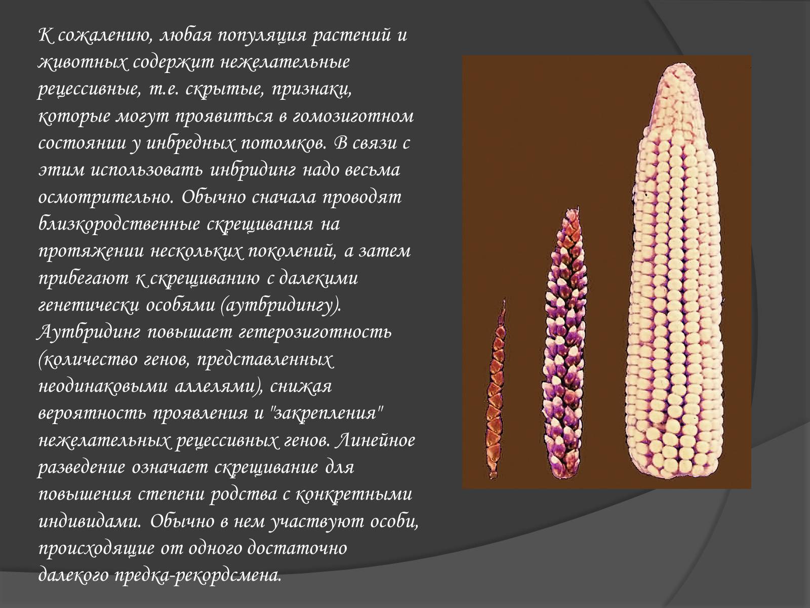 Презентація на тему «Селекція» (варіант 1) - Слайд #14 Презентація на тему «Селекція» (варіант 1) - Слайд #14