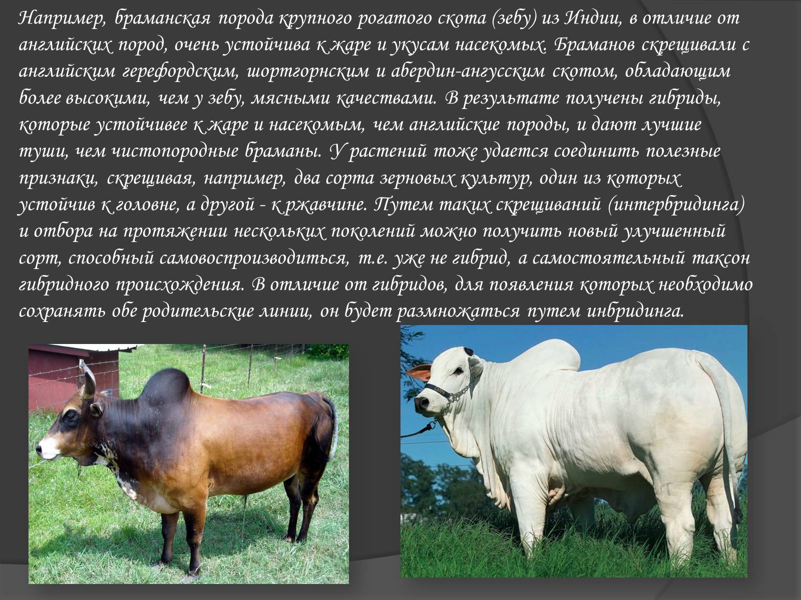 Презентація на тему «Селекція» (варіант 1) - Слайд #16 Презентація на тему «Селекція» (варіант 1) - Слайд #16