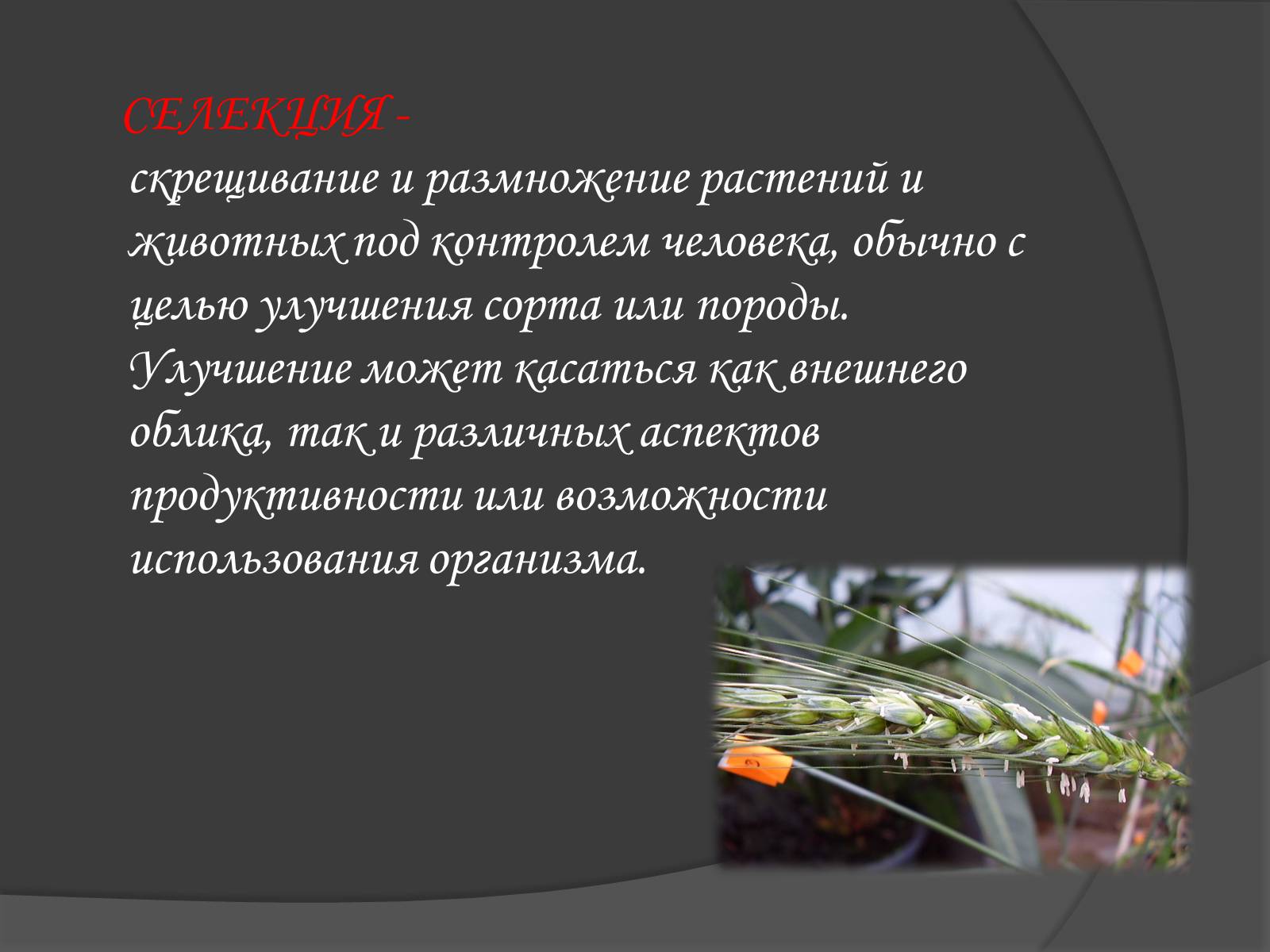 Презентація на тему «Селекція» (варіант 1) - Слайд #2 Презентація на тему «Селекція» (варіант 1) - Слайд #2
