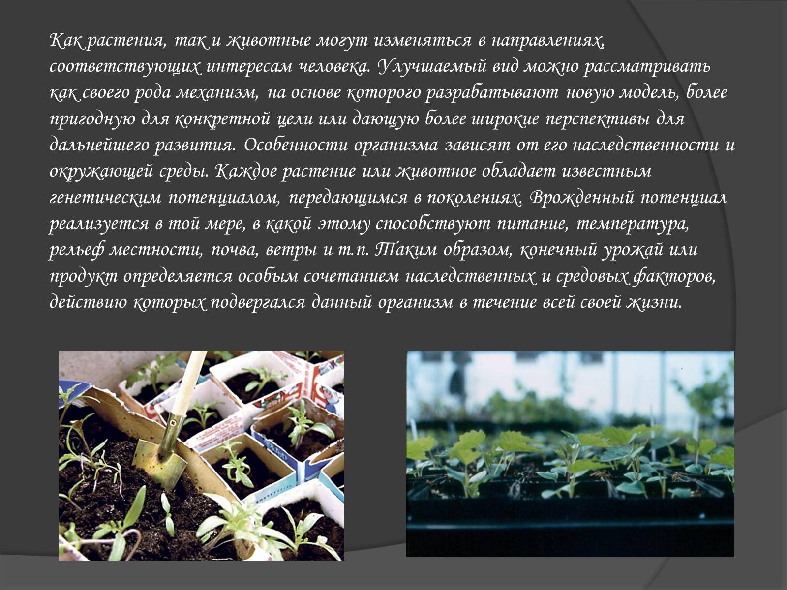 Презентація на тему «Селекція» (варіант 1) - Слайд #5 Презентація на тему «Селекція» (варіант 1) - Слайд #5