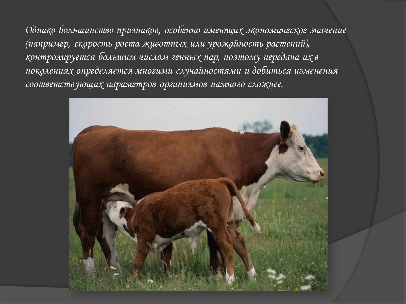 Презентація на тему «Селекція» (варіант 1) - Слайд #7 Презентація на тему «Селекція» (варіант 1) - Слайд #7
