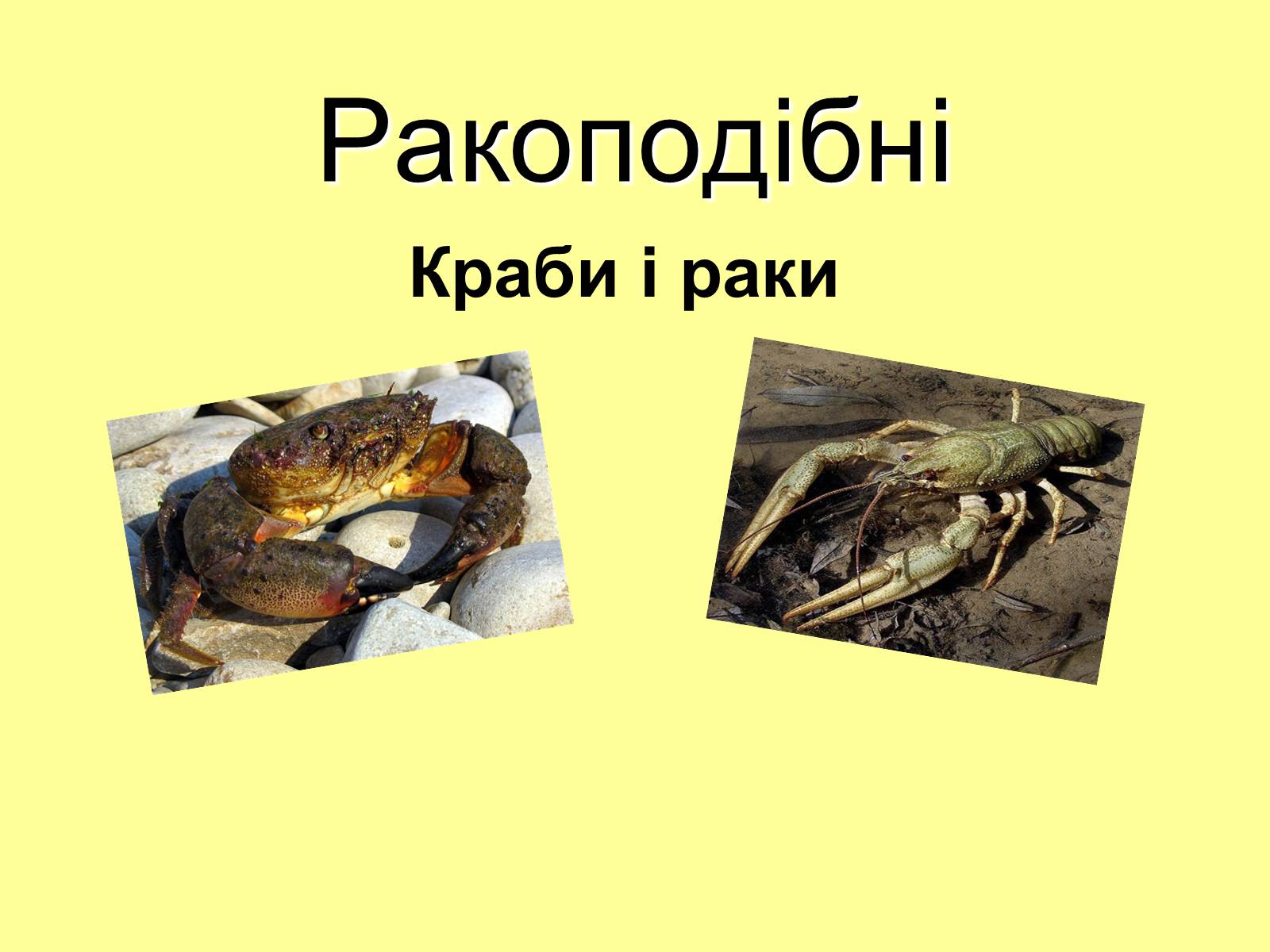 Презентація на тему «Ракоподібні» (варіант 3) - Слайд #1 Презентація на тему «Ракоподібні» (варіант 3) - Слайд #1