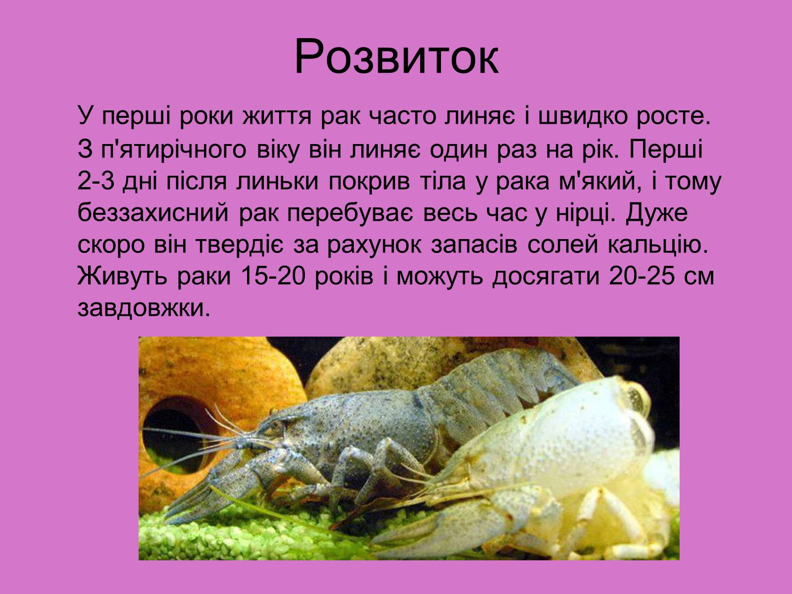 Презентація на тему «Ракоподібні» (варіант 3) - Слайд #12 Презентація на тему «Ракоподібні» (варіант 3) - Слайд #12