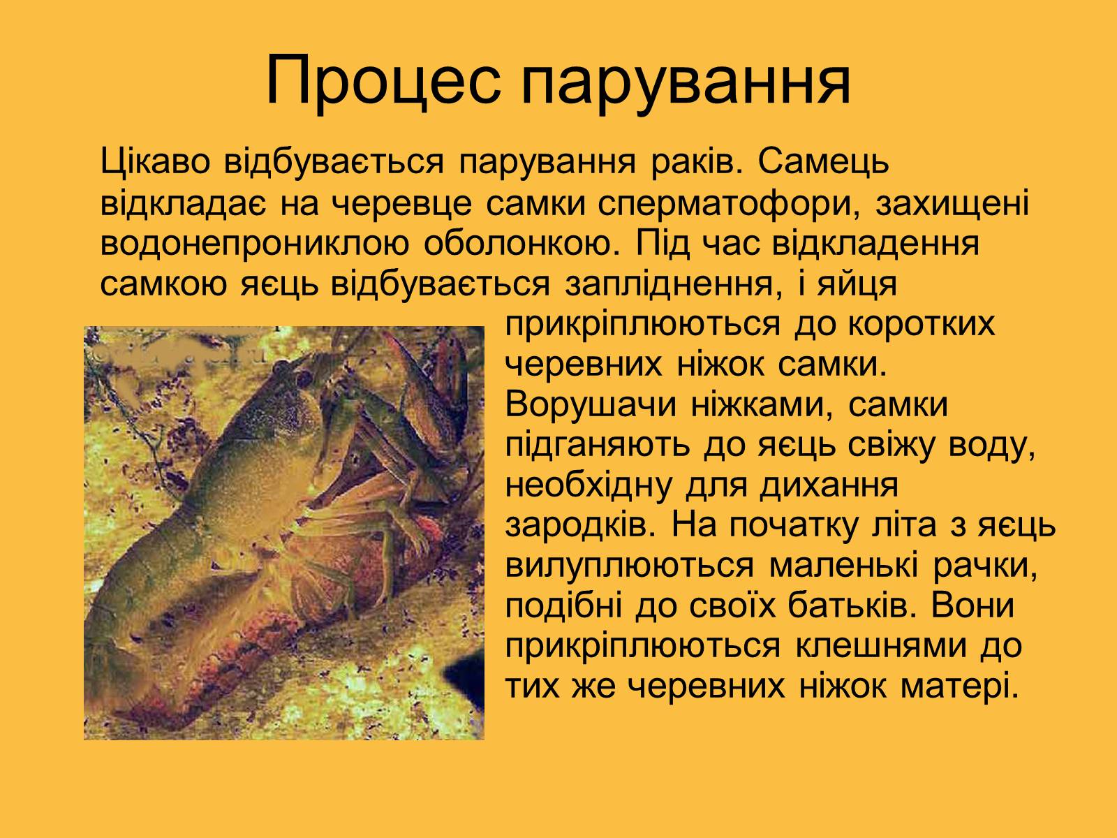 Презентація на тему «Ракоподібні» (варіант 3) - Слайд #13 Презентація на тему «Ракоподібні» (варіант 3) - Слайд #13