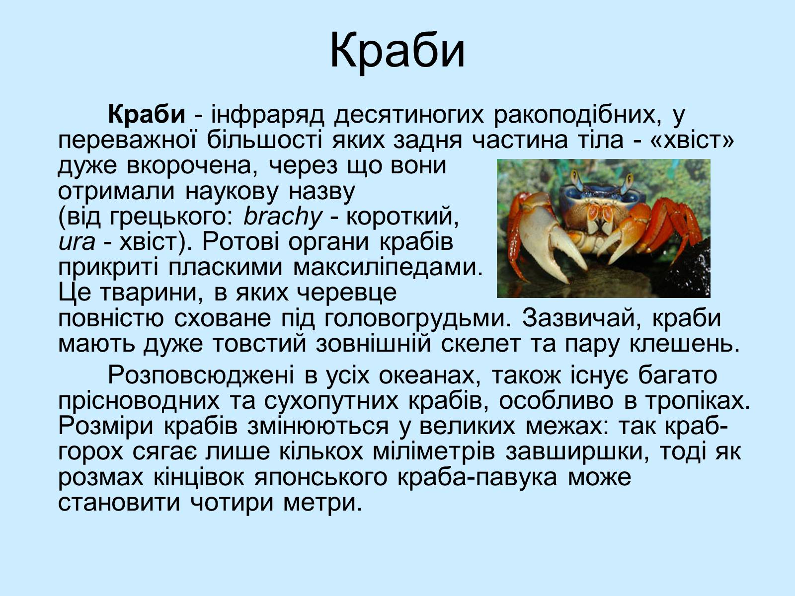 Презентація на тему «Ракоподібні» (варіант 3) - Слайд #16 Презентація на тему «Ракоподібні» (варіант 3) - Слайд #16
