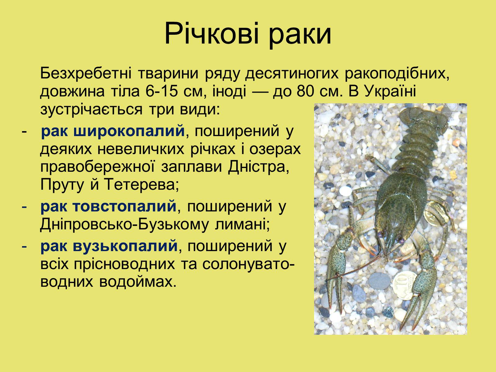 Презентація на тему «Ракоподібні» (варіант 3) - Слайд #3 Презентація на тему «Ракоподібні» (варіант 3) - Слайд #3