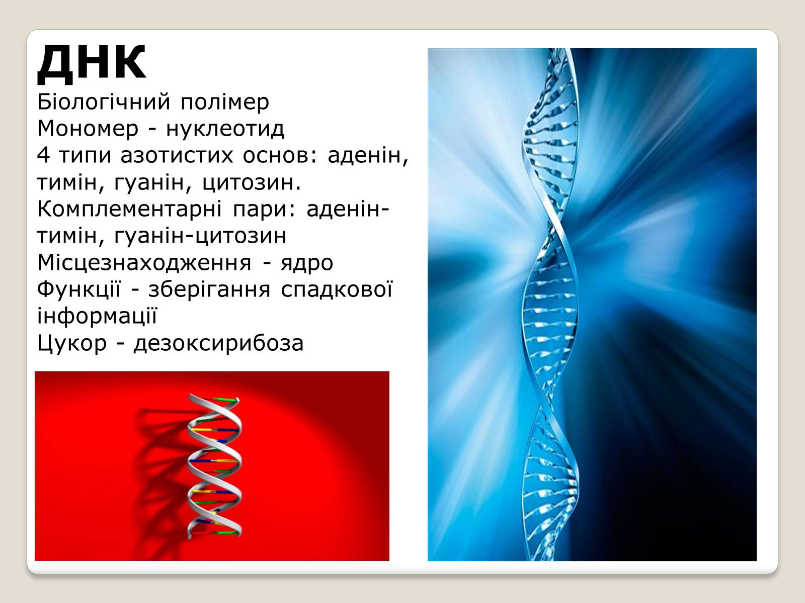 Презентація на тему «Нуклеїнові кислоти» (варіант 7) - Слайд #10 Презентація на тему «Нуклеїнові кислоти» (варіант 7) - Слайд #10