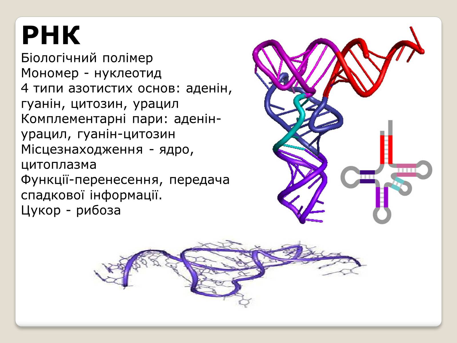 Презентація на тему «Нуклеїнові кислоти» (варіант 7) - Слайд #11 Презентація на тему «Нуклеїнові кислоти» (варіант 7) - Слайд #11