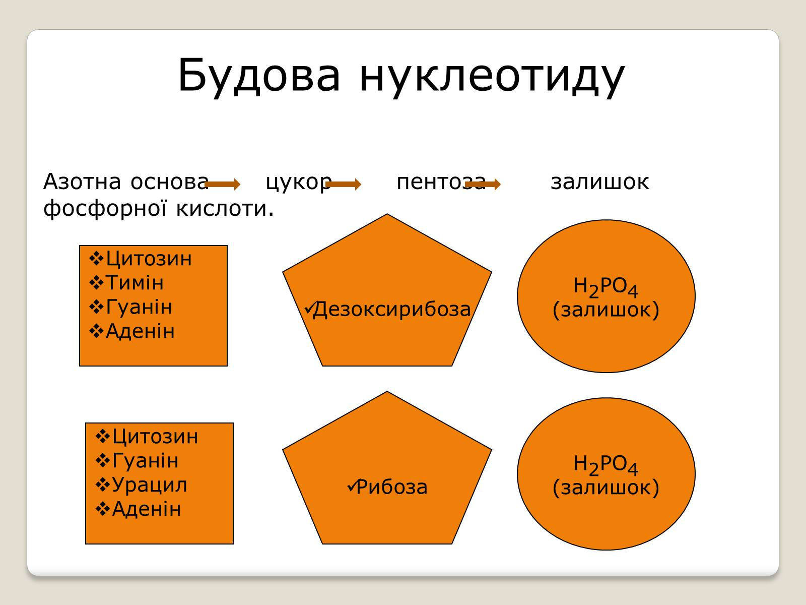 Презентація на тему «Нуклеїнові кислоти» (варіант 7) - Слайд #5 Презентація на тему «Нуклеїнові кислоти» (варіант 7) - Слайд #5