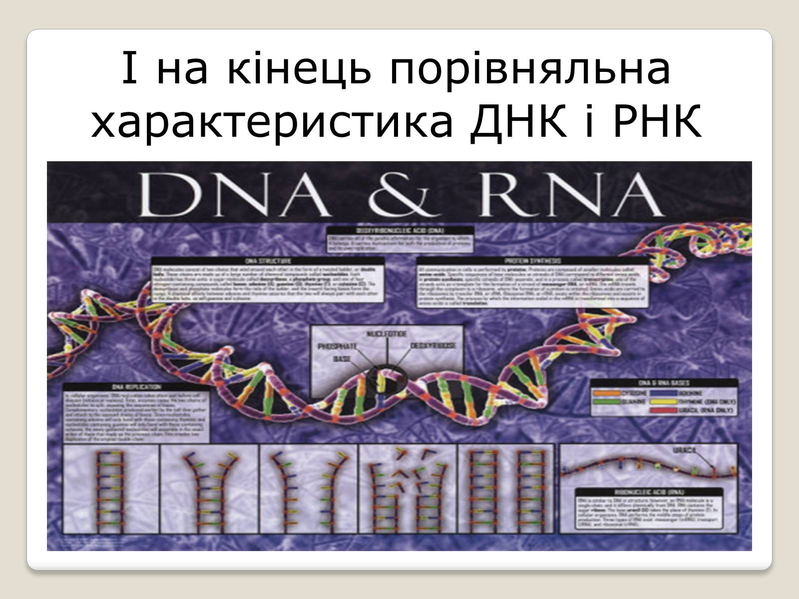 Презентація на тему «Нуклеїнові кислоти» (варіант 7) - Слайд #9 Презентація на тему «Нуклеїнові кислоти» (варіант 7) - Слайд #9