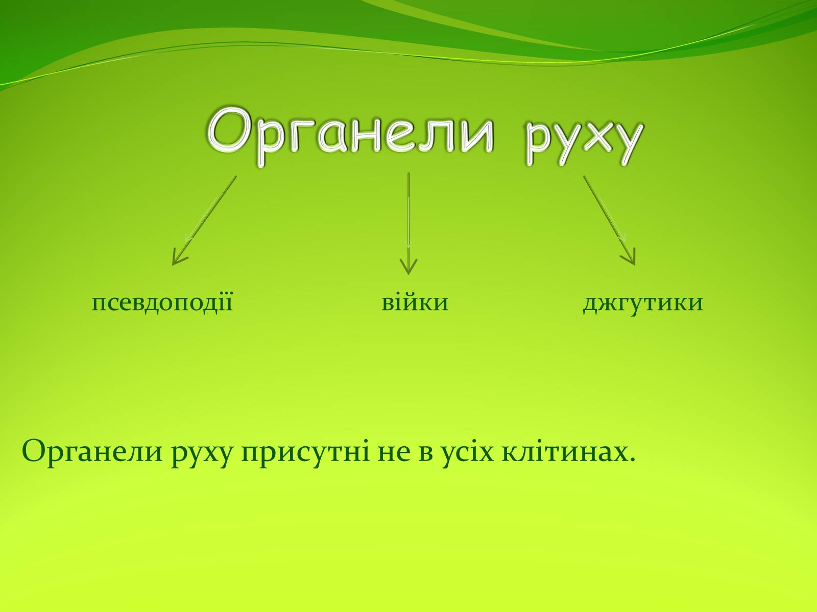 Презентація на тему «Органели руху» - Слайд #3 Презентація на тему «Органели руху» - Слайд #3