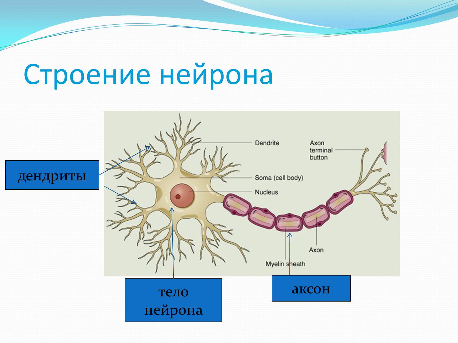 Презентація на тему «Нервная система человека» - Слайд #10 Презентація на тему «Нервная система человека» - Слайд #10