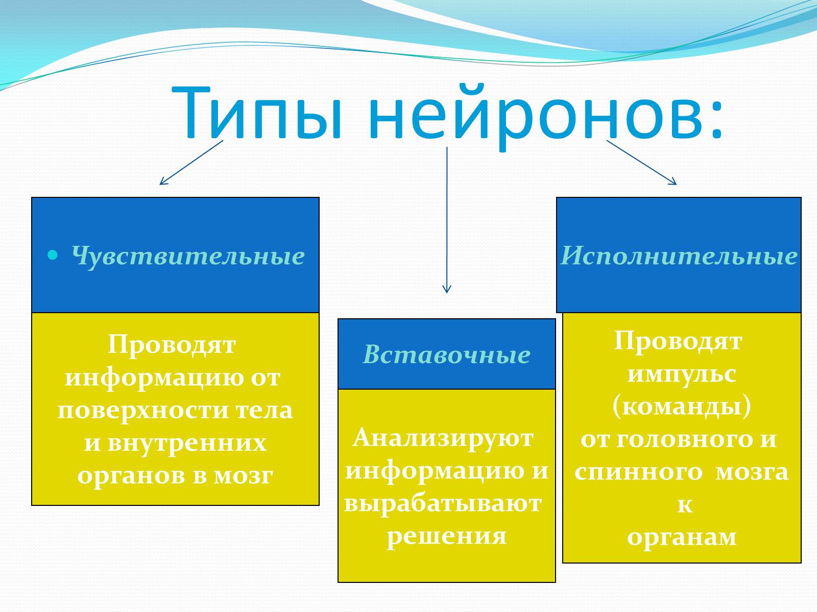 Презентація на тему «Нервная система человека» - Слайд #11 Презентація на тему «Нервная система человека» - Слайд #11