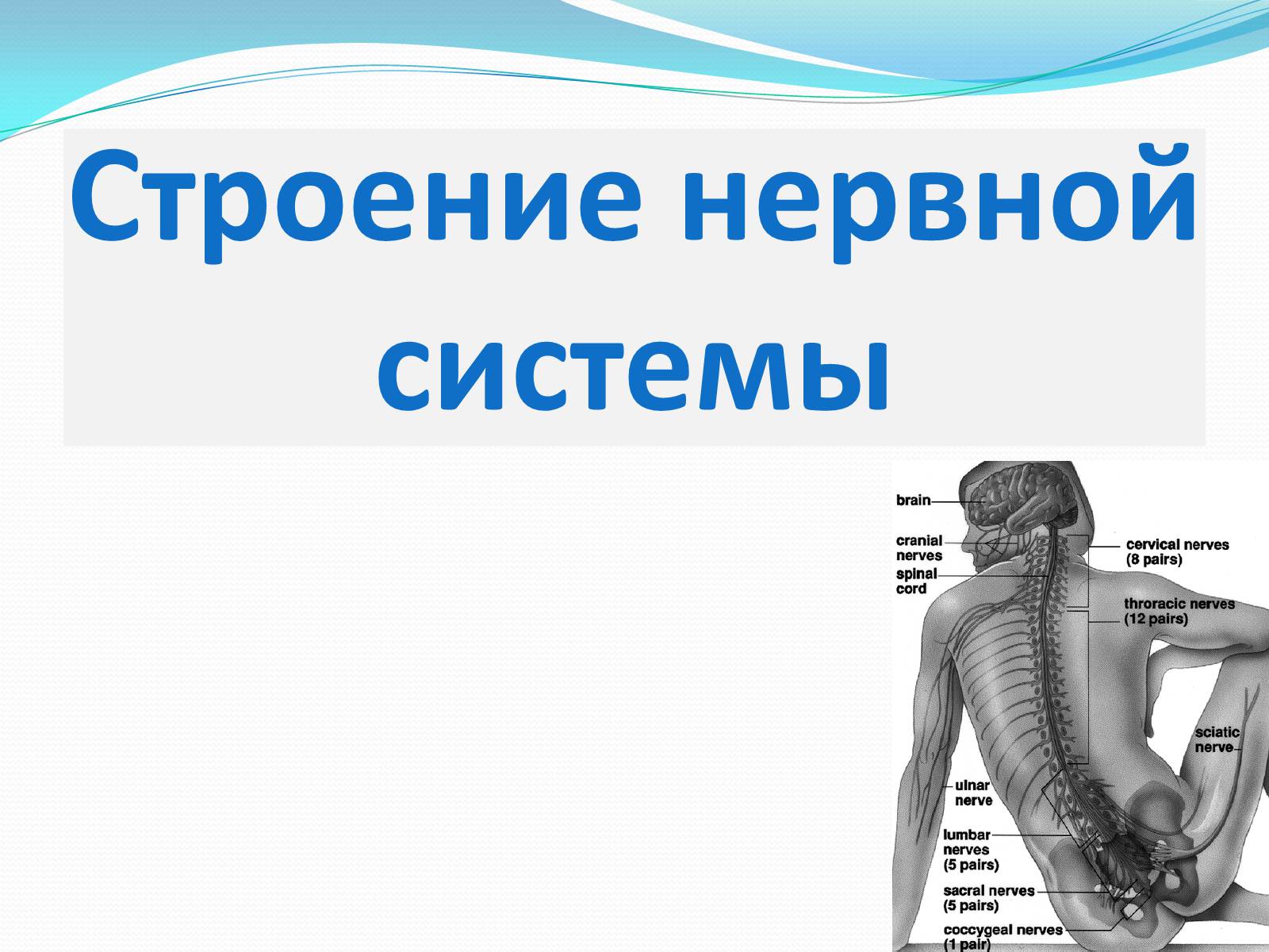 Презентація на тему «Нервная система человека» - Слайд #4 Презентація на тему «Нервная система человека» - Слайд #4
