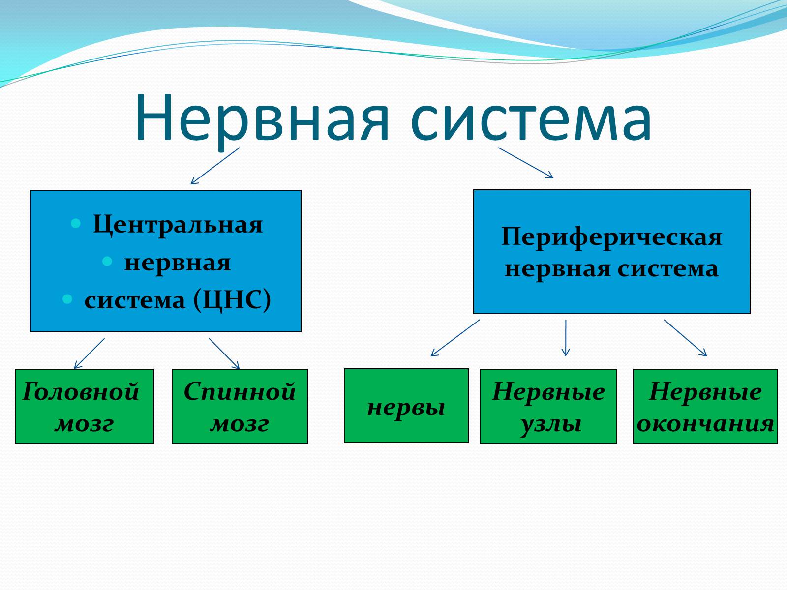 Презентація на тему «Нервная система человека» - Слайд #5 Презентація на тему «Нервная система человека» - Слайд #5