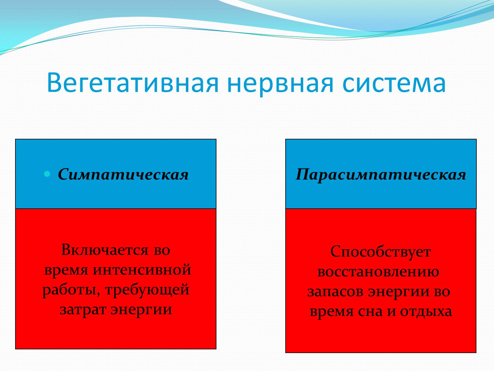 Презентація на тему «Нервная система человека» - Слайд #6 Презентація на тему «Нервная система человека» - Слайд #6