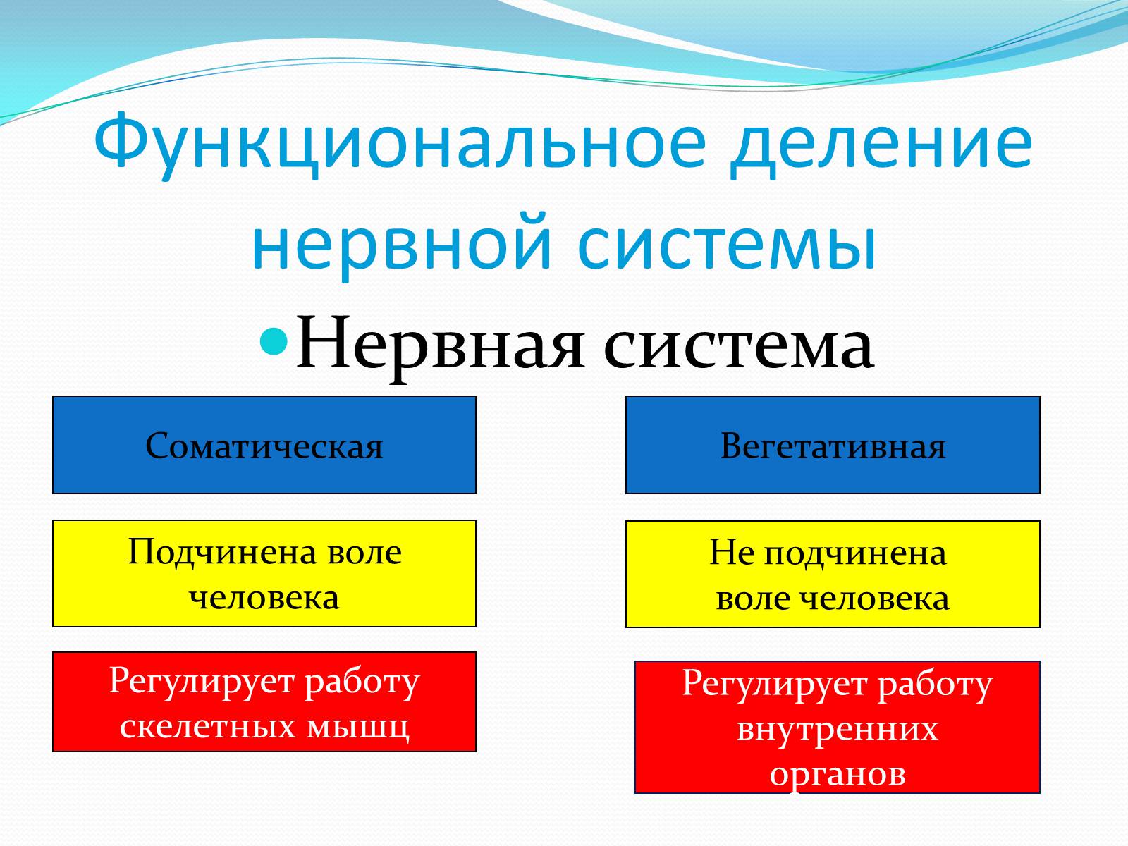 Презентація на тему «Нервная система человека» - Слайд #7 Презентація на тему «Нервная система человека» - Слайд #7