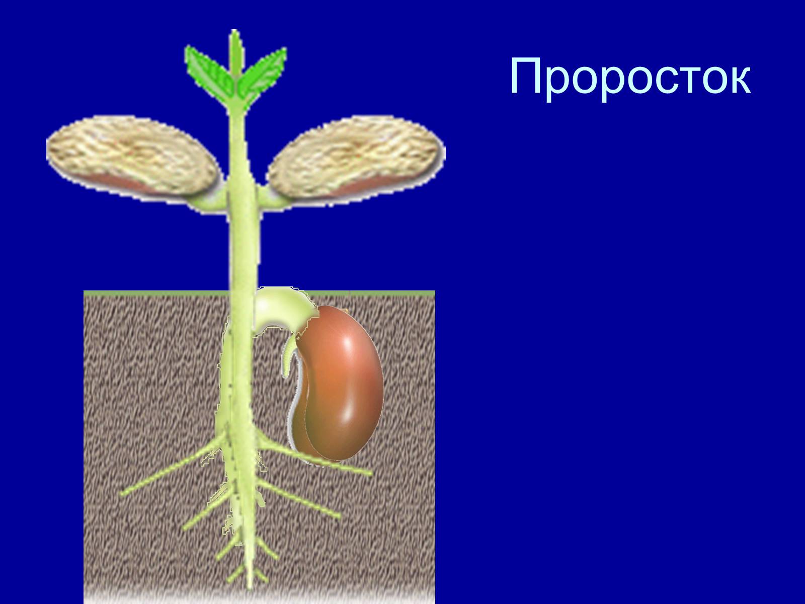 Презентація на тему «Прорастание семян» - Слайд #11 Презентація на тему «Прорастание семян» - Слайд #11