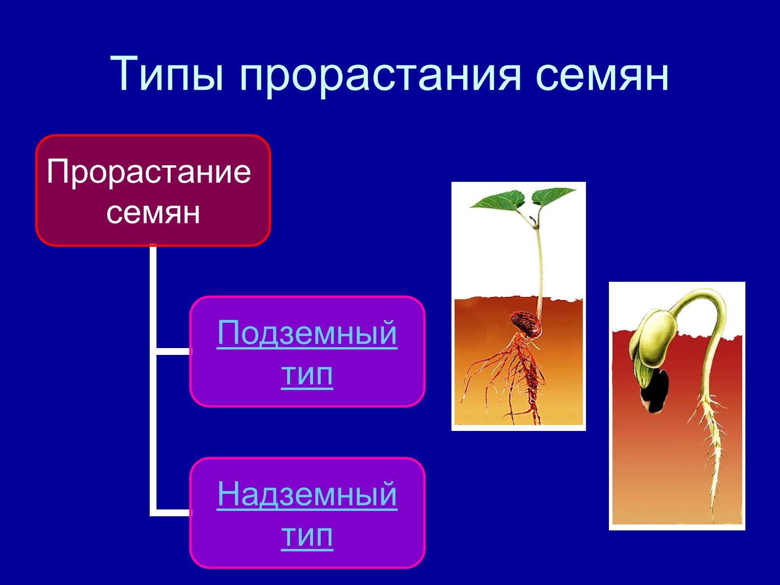Презентація на тему «Прорастание семян» - Слайд #12 Презентація на тему «Прорастание семян» - Слайд #12