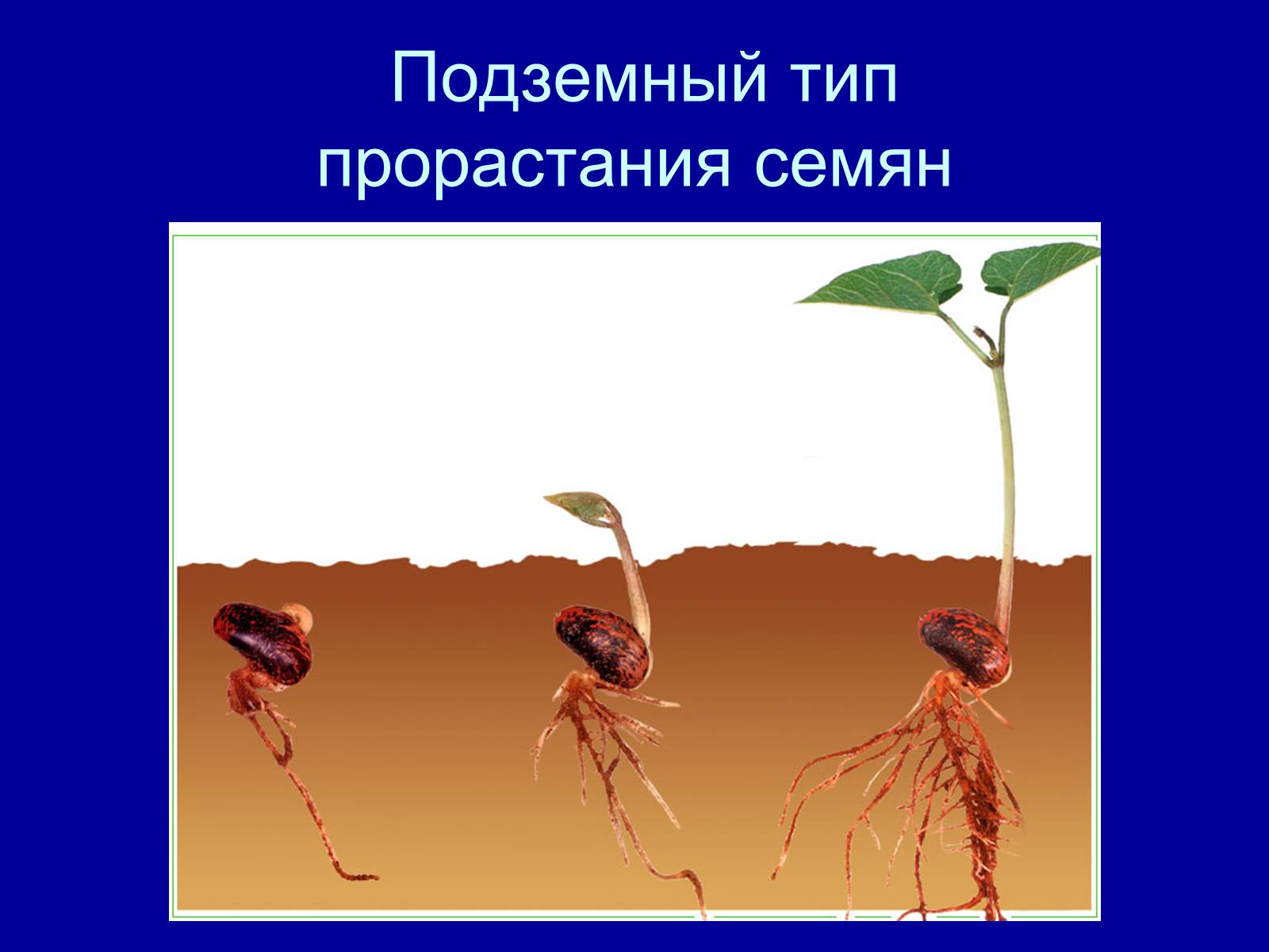 Презентація на тему «Прорастание семян» - Слайд #15 Презентація на тему «Прорастание семян» - Слайд #15