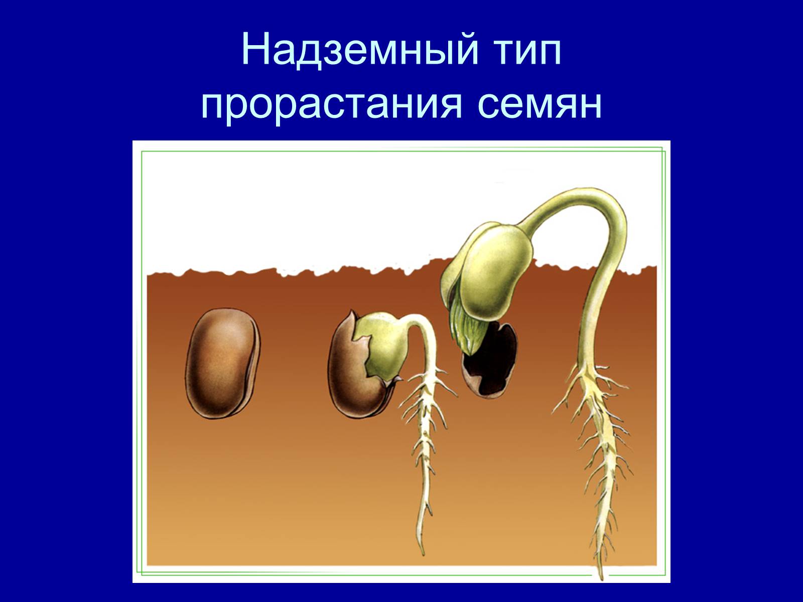 Презентація на тему «Прорастание семян» - Слайд #16 Презентація на тему «Прорастание семян» - Слайд #16