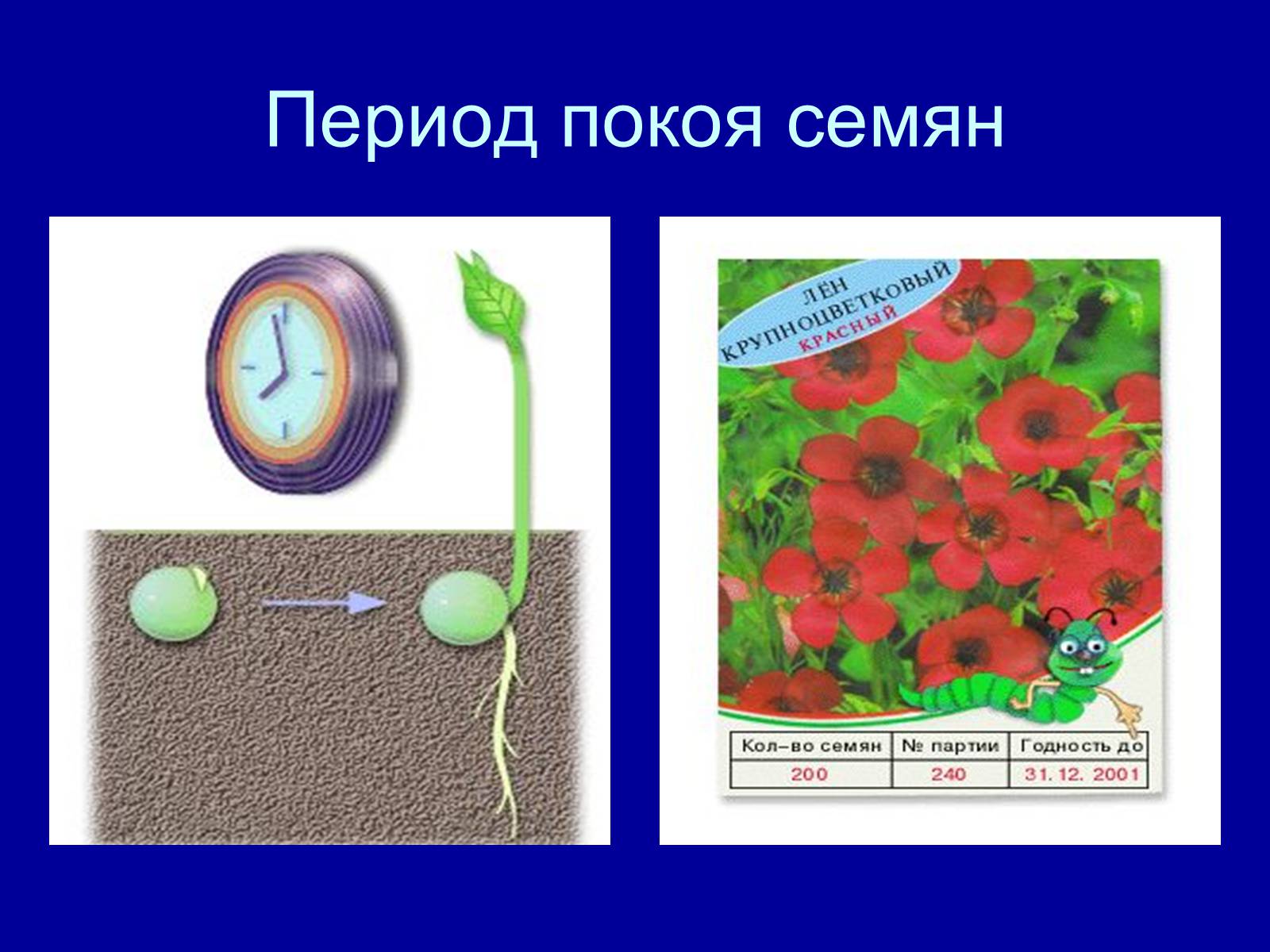 Презентація на тему «Прорастание семян» - Слайд #3 Презентація на тему «Прорастание семян» - Слайд #3