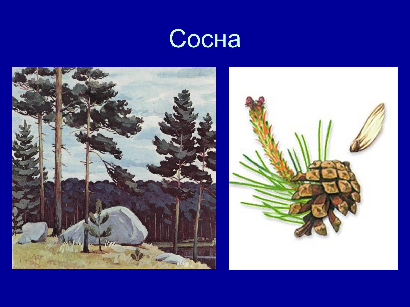 Презентація на тему «Прорастание семян» - Слайд #5 Презентація на тему «Прорастание семян» - Слайд #5