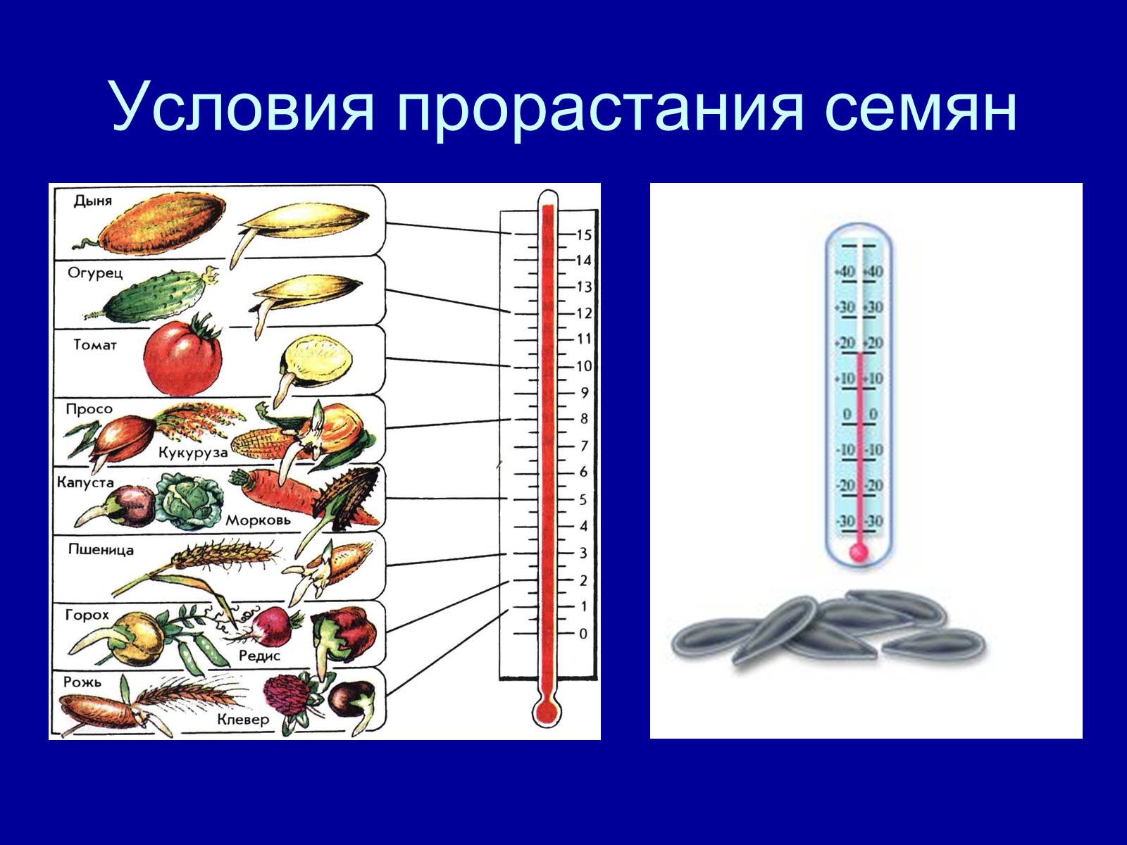 Презентація на тему «Прорастание семян» - Слайд #6 Презентація на тему «Прорастание семян» - Слайд #6