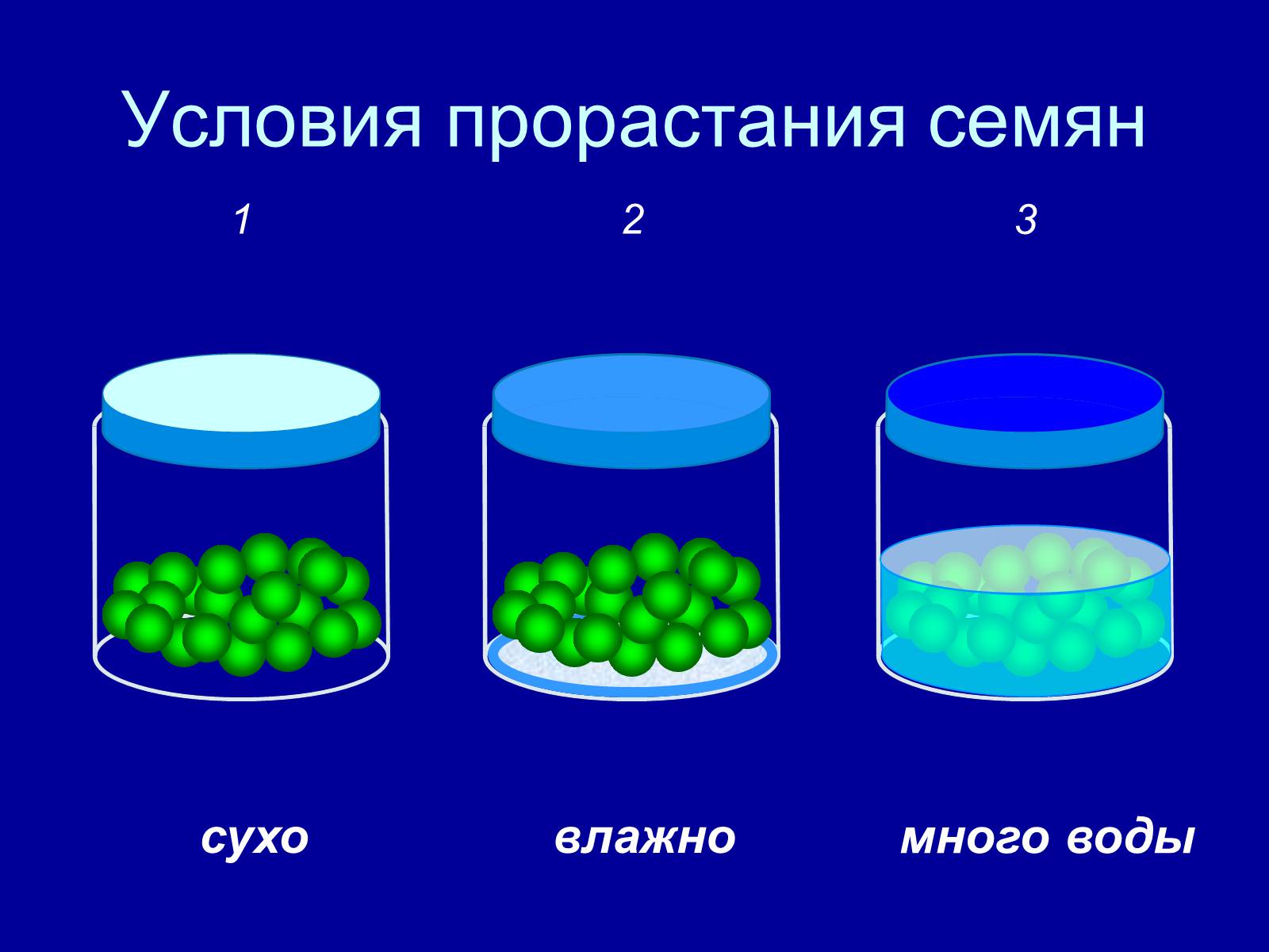 Презентація на тему «Прорастание семян» - Слайд #7 Презентація на тему «Прорастание семян» - Слайд #7