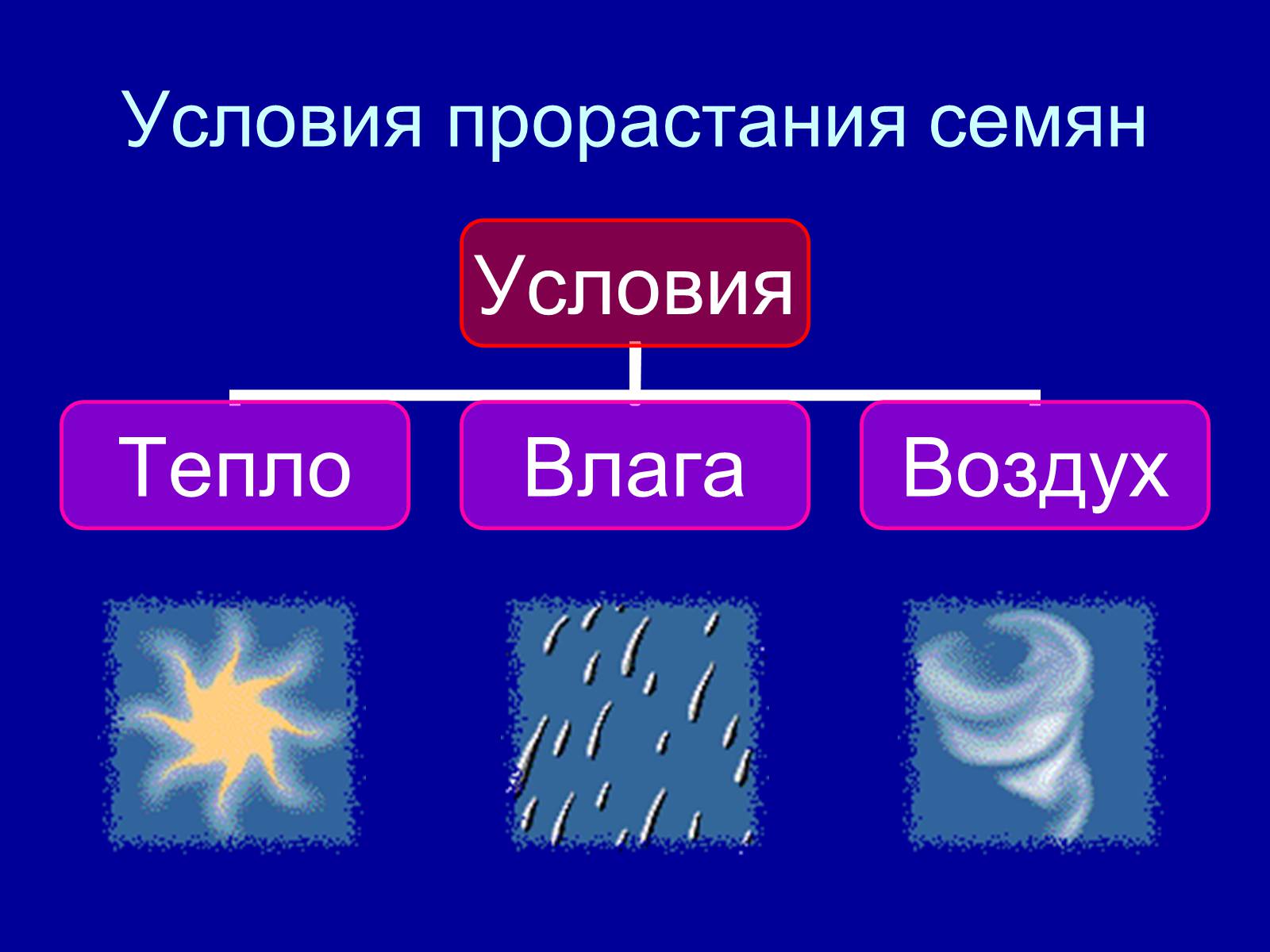 Презентація на тему «Прорастание семян» - Слайд #9 Презентація на тему «Прорастание семян» - Слайд #9