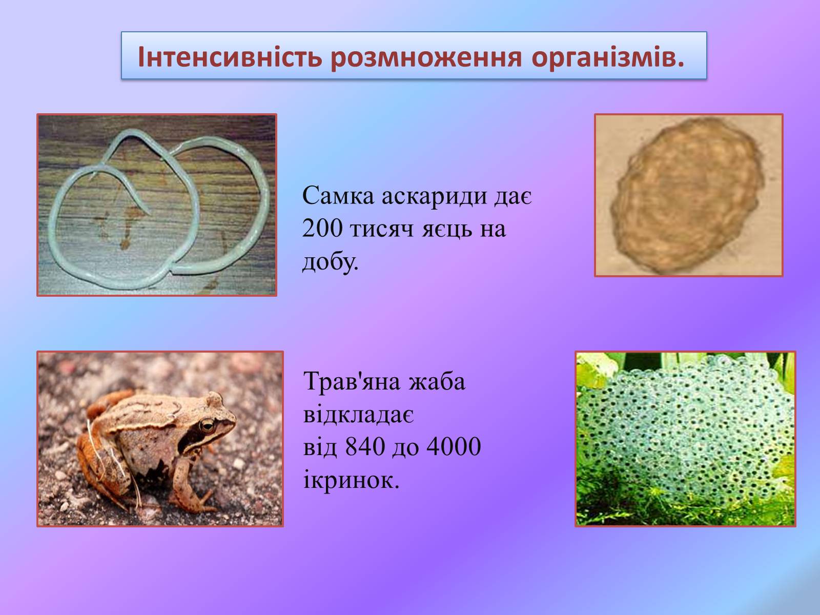 Презентація на тему «Боротьба за існування.» - Слайд #3 Презентація на тему «Боротьба за існування.» - Слайд #3