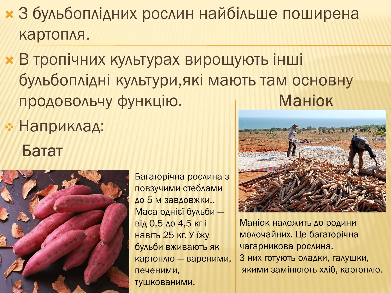 Презентація на тему «Бульбоподібні культури» - Слайд #2