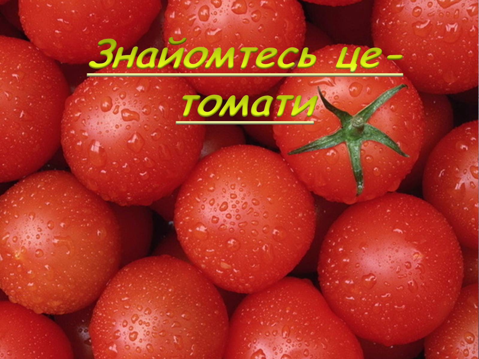 Презентація на тему «Томати» - Слайд #2 Презентація на тему «Томати» - Слайд #2