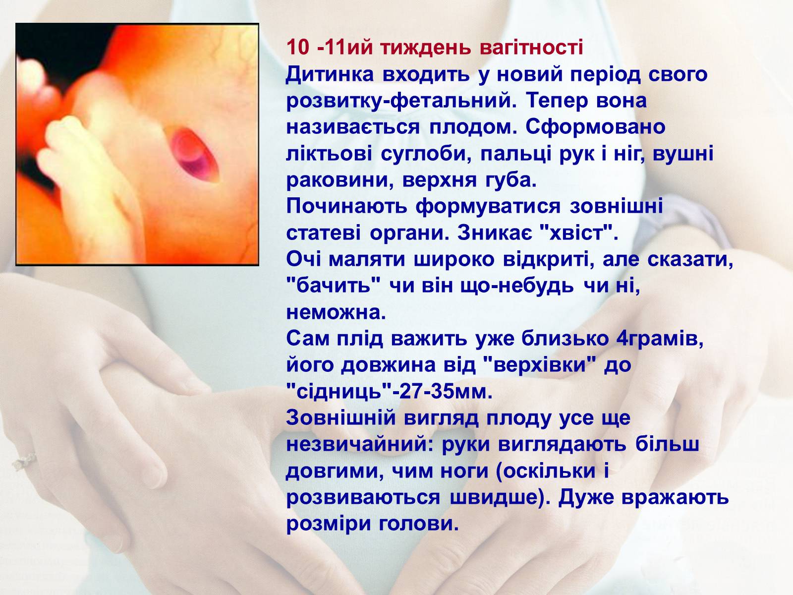 Презентація на тему «Життя до народження» - Слайд #12 Презентація на тему «Життя до народження» - Слайд #12