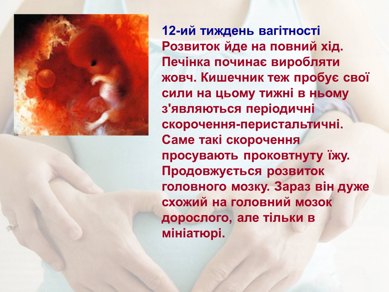 Презентація на тему «Життя до народження» - Слайд #13 Презентація на тему «Життя до народження» - Слайд #13