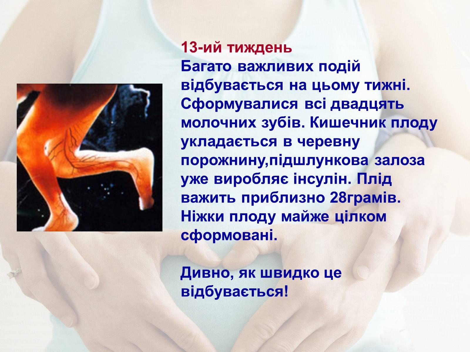 Презентація на тему «Життя до народження» - Слайд #14 Презентація на тему «Життя до народження» - Слайд #14